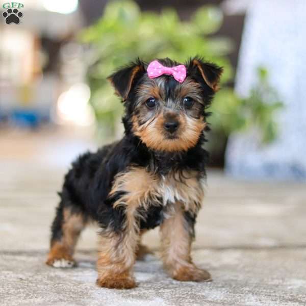 Dolly, Yorkie Puppy